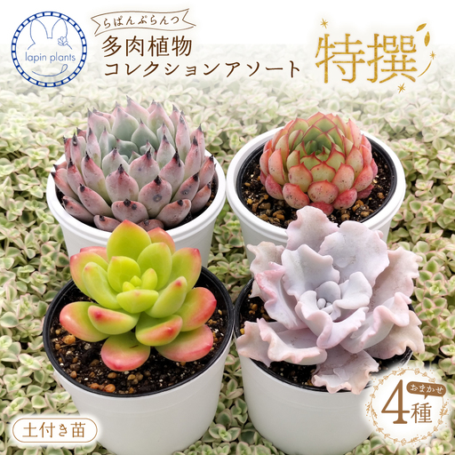 多肉植物[特撰]らぱんぷらんつ コレクションアソート4種 土付き苗 多肉