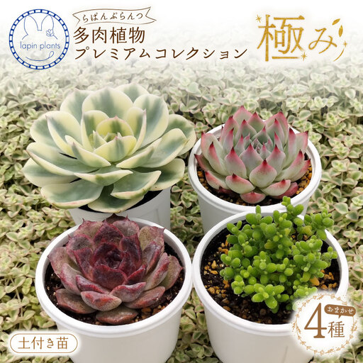 多肉植物[極み]らぱんぷらんつ プレミアムコレクション4種 土付き苗