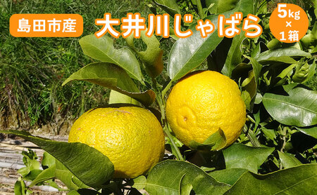 y2025N11{菇z  ΂ 5kg×1 y ʌ Iz@ԕ ΍ k ʕ t[c k ԕǏ̊ɘa