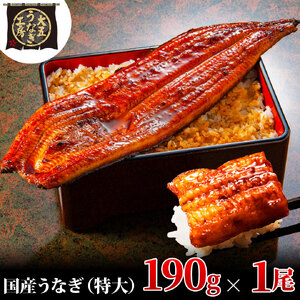 うなぎ蒲焼 190g×1尾 うなぎ ウナギ 鰻 蒲焼 蒲焼き冷凍 国産 大五 大五通商 静岡 島田市