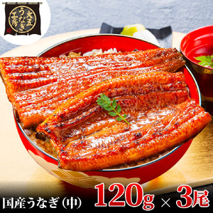 うなぎ蒲焼 120g×3尾(360g) うなぎ ウナギ 鰻 蒲焼 蒲焼き冷凍 国産 大五 大五通商 静岡 島田市