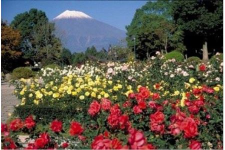 富士のまちを「彩る」～バラいっぱい3776事業～A