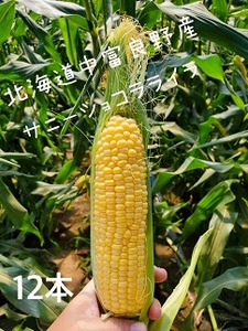 [2026年発送]トウモロコシ黄 12本 サニーショコラライラ[AW-013]