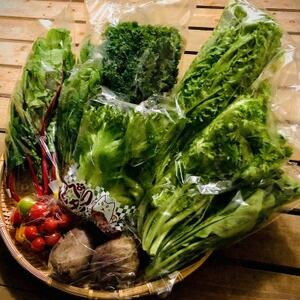 多彩な食味のサラダボウルが作れる野菜詰め合わせセット【新鮮サラダ野菜12品目】_野菜 ミニトマト トマト   野菜 レタス    野菜   _【配送不可地域：離島】【1454167】