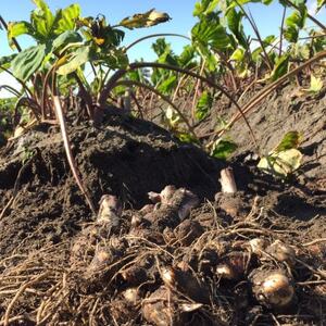 ̏{؁E`I!ϕ痿! CV qLM 2kg_   C _y1472529z