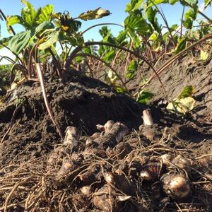 �������̏{��؁E�`���I���������!�ϕ���痿����! �C�V��(�q��LM�E�����o��) �e1kg_���  ���� �C�� ��_�y1472541�z