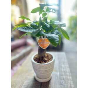 運気アップのインドアグリーン「パキラ」_花・観葉植物 観葉植物・苗木 _