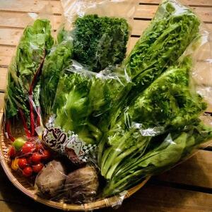 野菜ソムリエ推奨!サラダを美味しく味わう人気のドレッシング2種と採れたて新鮮なサラダ野菜10品セット【配送不可地域：離島】【1630191】