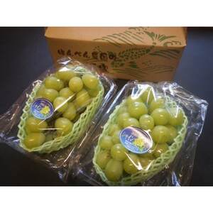 [先行受付][150口限定]シャインマスカット 2房(2026年9月中旬〜下旬発送予定)[配送不可地域:離島]