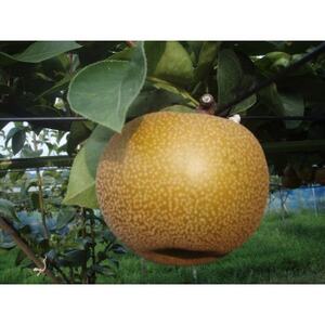 【先行受付】【150口限定】梨『あきづき』(2026年8月下旬～9月中旬発送予定)【配送不可地域：離島】【1697211】