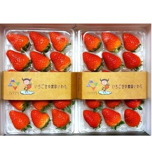 [いちご空中農園いわた][きらぴ香][期間限定]大粒 8〜15玉×2パック ギフトBOX入り[配送不可地域:離島]