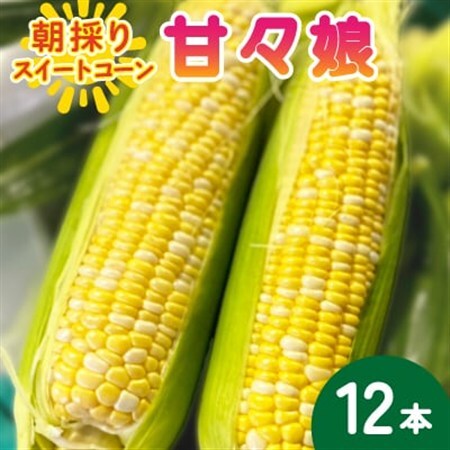 【2026年6月～7月順次発送】とうもろこし 12本 甘々娘(A品) 朝採り スイートコーン【配送不可地域：離島・沖縄県】【1713799】