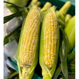 [2026年6月〜7月順次発送]とうもろこし 約5kg 甘々娘(訳あり) 朝採り スイートコーン[配送不可地域:離島・北海道・沖縄県・東北・中国・四国・九州]