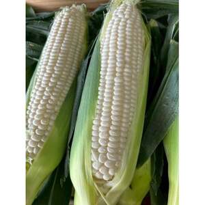 [2026年6月〜7月順次発送]とうもろこし ホワイト 6本 A品 朝採り スイートコーン 雪の妖精[配送不可地域:離島・北海道・沖縄県・東北・中国・四国・九州]