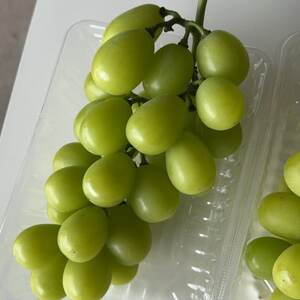 【2026年先行予約】 シャインマスカット 訳あり 2房 約1.2kg 完熟 朝採り 静岡県産【配送不可地域：離島・沖縄県】【1723185】