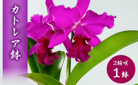 洋ラン カトレア 2輪咲 鉢物_花・観葉植物 花 _