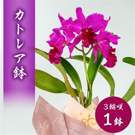 洋ラン　カトレア　3輪咲　鉢物_花・観葉植物  花 _【1435920】