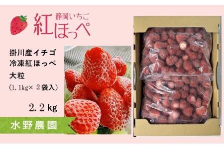 いちご掛川産 紅ほっぺ 冷凍イチゴ 1.1ｇ×2袋 2.2㎏ ( 掛川産 完熟冷凍いちご ・ ヘタなし )・水野農園  6377