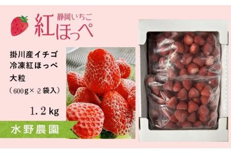 いちご掛川産 紅ほっぺ 冷凍イチゴ 600g×2袋 1.2kg ( 掛川産 完熟冷凍いちご ・ ヘタなし )・水野農園 6376