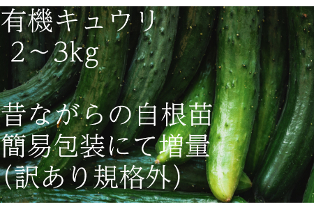 [フードロス対応・規格外]有機キュウリ 訳あり野菜を簡易包装にして増量 接ぎ木ではない昔ながらの自根きゅうり 旬の時期(6月、7月、8月)のみ夏季限定発送 2139 きゅうり 胡瓜