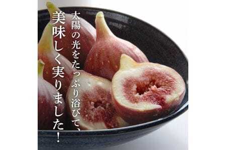 静岡県掛川産 ミズノ農園の完熟いちじく[桝井ドーフィン]DXパック 500g×2パック 無花果 イチジク 6837