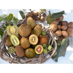 [11月~3月の期間限定] カラフルキウイ4種8〜9個セット 国産 有機栽培 6856