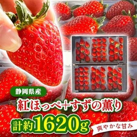【2027年発送先行受付】静岡県産いちご「紅ほっぺ+すずの薫り」6P 約1.6kg(約270g×6)【配送不可地域：離島・北海道・沖縄県・東北・中国・四国・九州】【1127879】