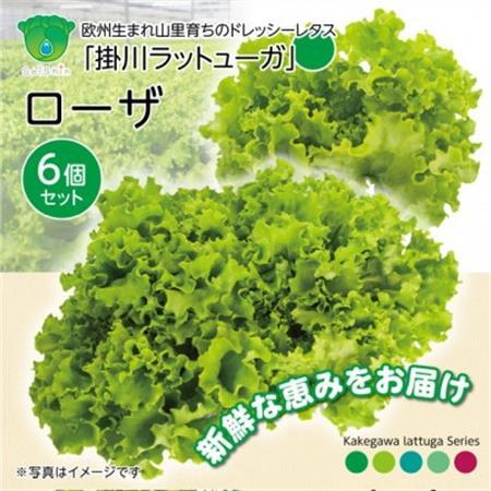 【こだわりの1種×6個セット】リーフレタス「掛川ラットューガ・ローザ」【配送不可地域：離島・北海道・沖縄県・四国・九州】【1695158】