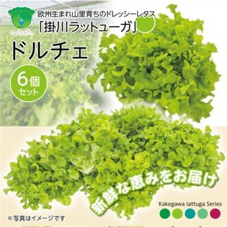 [こだわりの1種×6株]山里の湧き水で育った「掛川ラットューガ・ドルチェ」[配送不可地域:離島・北海道・沖縄県・四国・九州]