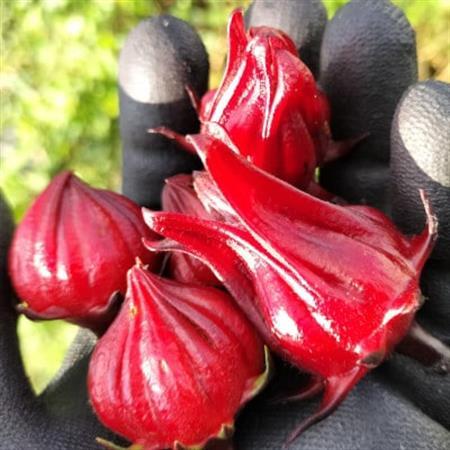 静岡県掛川市産 ハイビスカスローゼル 約400g[配送不可地域:離島・沖縄県]