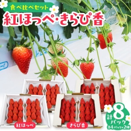 【先行受付2027年発送】紅ほっぺセット(6パック約1560g)甘さと酸味がほどよく爽やかないちご【配送不可地域：離島・北海道・沖縄県・四国・九州】【1676919】