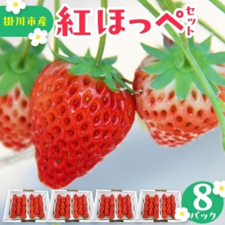 【先行受付2027年発送】きらぴ香セット(4パック約1040g)酸味は控えめで濃厚な甘さのいちご【配送不可地域：離島・北海道・沖縄県・四国・九州】【1676931】
