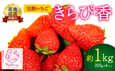 【先行予約 : 2025年1月?2025年2月発送予定 】 いちご きらぴ香 約1kg 約250g×4パック 朝どれ 完熟 苺 産地 直送 フレッシュ イチゴ 贈答 フルーツ 果物 国産 静岡県 藤枝市