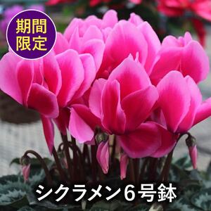 花 シクラメン 鉢植え 6号 ピンク フラワー 冬 季節 ガーデン ガーデニング 庭 贈答 プレゼント ギフト 植物 2024年12月発送開始 オンライン決済限定