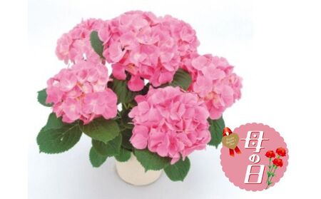 【 オンライン決済限定 】  先行予約 母の日 アジサイ 鉢植え ピンク 系 5号 2025年5月から順次発送予定  | 