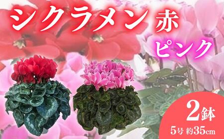 [先行予約] 花 シクラメン 鉢植え 5号 2鉢 2色 セット 冬 季節 ガーデン ガーデニング 庭 贈答 プレゼント ギフト 植物 2025年12月初旬より発送開始 オンライン決済限定