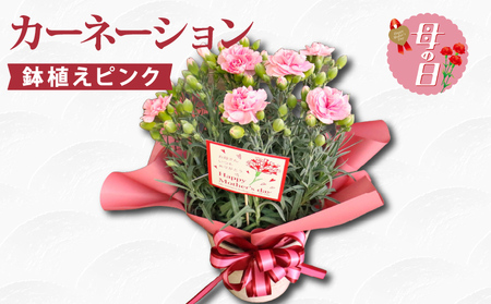 母の日カーネーション ピンク 先行予約2026年5月から順次発送 母の日