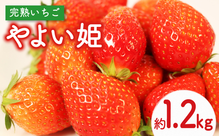 [オンライン決済限定] [先行予約 :2024年12月発送予定] やよい姫 約1.2kg 300g×4パック いちご 完熟 苺 産地 直送 数量限定 フレッシュ イチゴ 贈答 フルーツ 果物 国産 静岡 静岡県 藤枝市 ふるさと人気