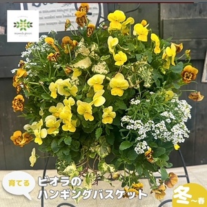 [オンライン決済限定] 花 育てる パンジー ビオラ ハンギング バスケット 寄せ植え 生花 自然 お花 植物 フラワー ギフト ガーデニング 飾り 庭 ベランダ 壁掛け 贈り物 おすすめ オススメ 静岡県 藤枝市