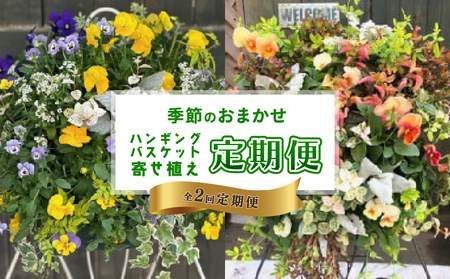 [全2回定期便] [オンライン決済限定] 花 ハンギングバスケット 寄せ植え 生花 自然 お花 植物 フラワー ギフト ガーデニング 飾り 庭 ベランダ 壁掛け 贈り物 おすすめ オススメ 静岡県 藤枝市