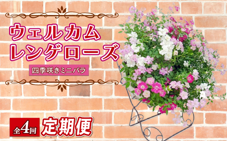 [全4回定期便] [オンライン決済限定] 花 ウェルカム レンゲローズ リング 植え 生花 自然 お花 植物 フラワー ギフト ガーデニング 飾り 庭 ベランダ 壁掛け 贈り物 おすすめ オススメ 静岡県 藤枝市