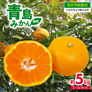 [ 先行予約 ] 静岡県産 青島みかんS〜2L 約5kg 2024年12月中旬より順次出荷 ( 果物みかん くだものみかん フルーツみかん 柑橘 ミカン 蜜柑 )