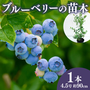 [先行予約] ブルーベリー 苗 苗木 大実 ラビットアイ系 果樹苗 家庭菜園 植物 果物 くだもの 2025年10月より発送 オンライン決済限定 静岡県 藤枝市