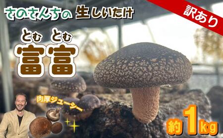 不揃い 生 しいたけ 約1kg 11月発送