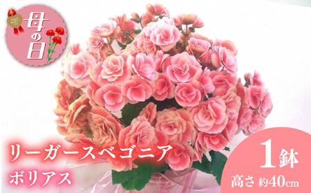 【母の日】 リーガスベゴニア ボリアス5号 2026年5月から順次発送 母の日