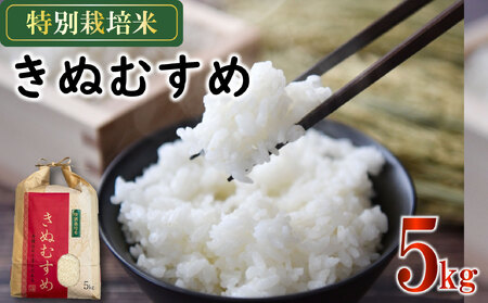 米 きぬむすめ 5kg 農家直送 特別栽培米