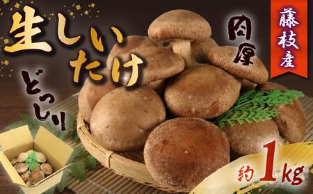 生 しいたけ 約1kg 前田きのこ園 椎茸 シイタケ 肉厚 ジューシー きのこ 茸 キノコ 温室栽培 手作業 旨味 たっぷり 香り 冷凍保存で旨味アップ 人気 野菜 静岡県 藤枝市