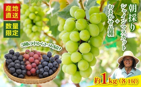 [2026年8月以降発送 先行予約]シャインマスカット 1房 おまかせ品種 1房 約1kg