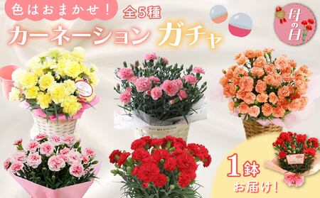 [母の日] 色おまかせカーネーション 2026年5月より順次発送 母の日