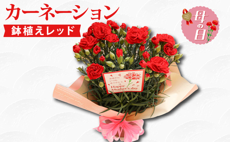 [先行予約] 母の日 カーネーション レッド 赤 母の日 花 花
